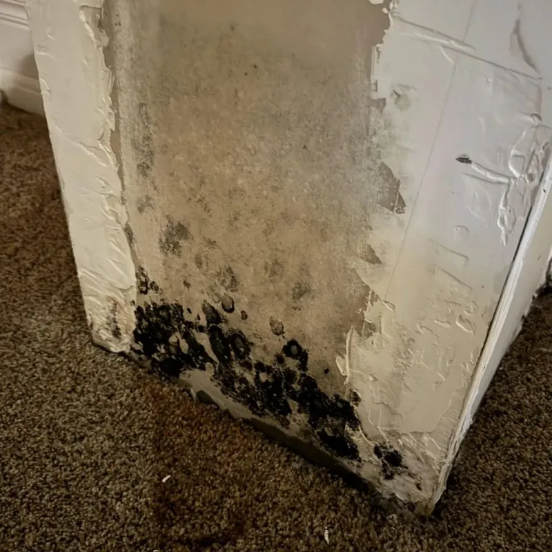 Professional Mold Removal in Pedley, CA